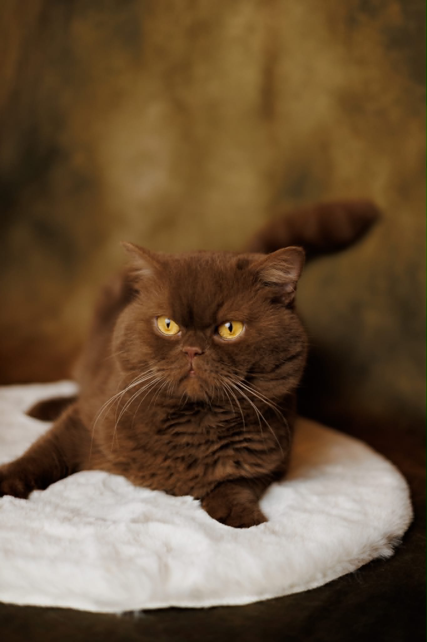 Father British Shorthair parent cat