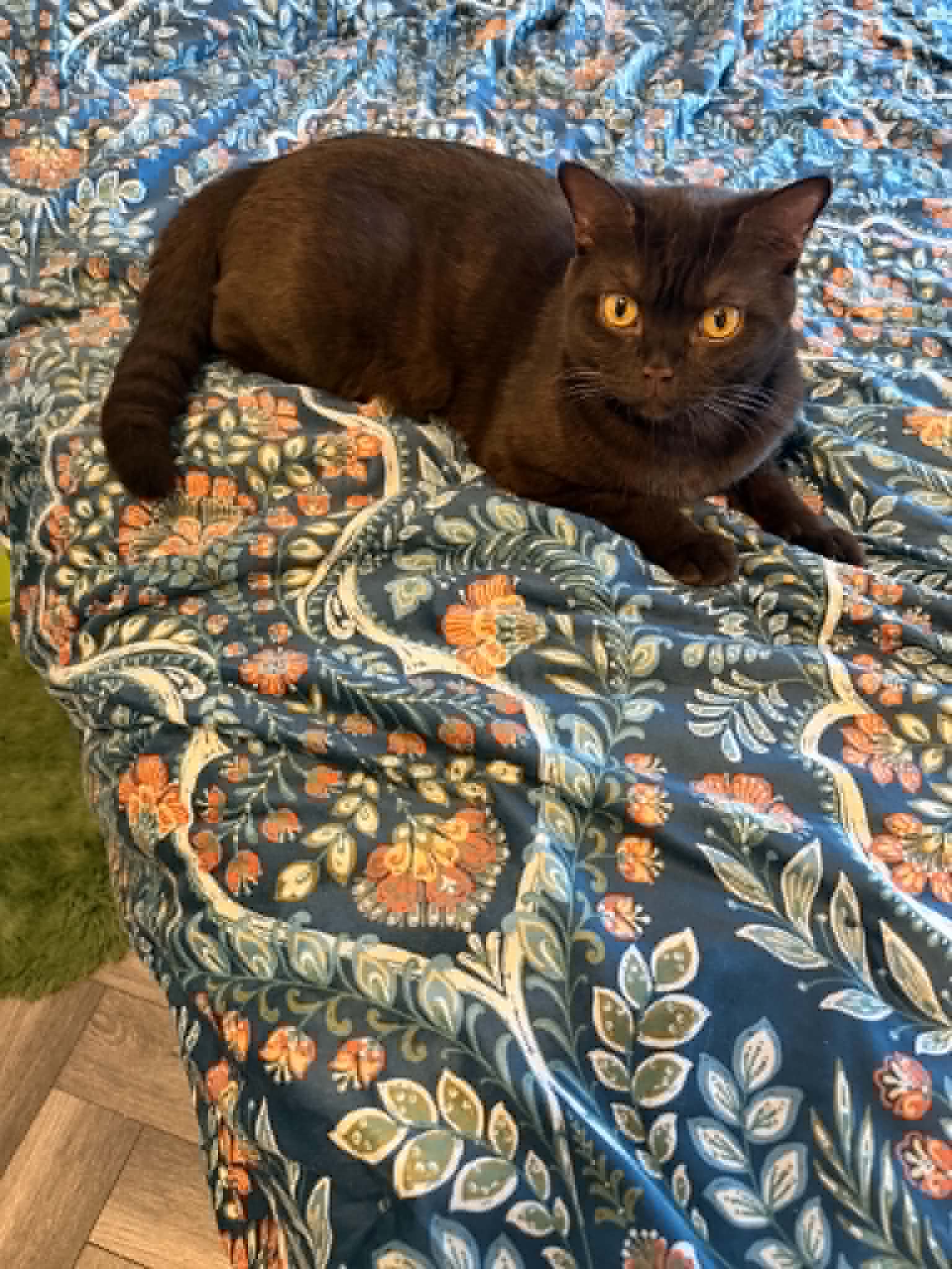 Mother British Shorthair parent cat