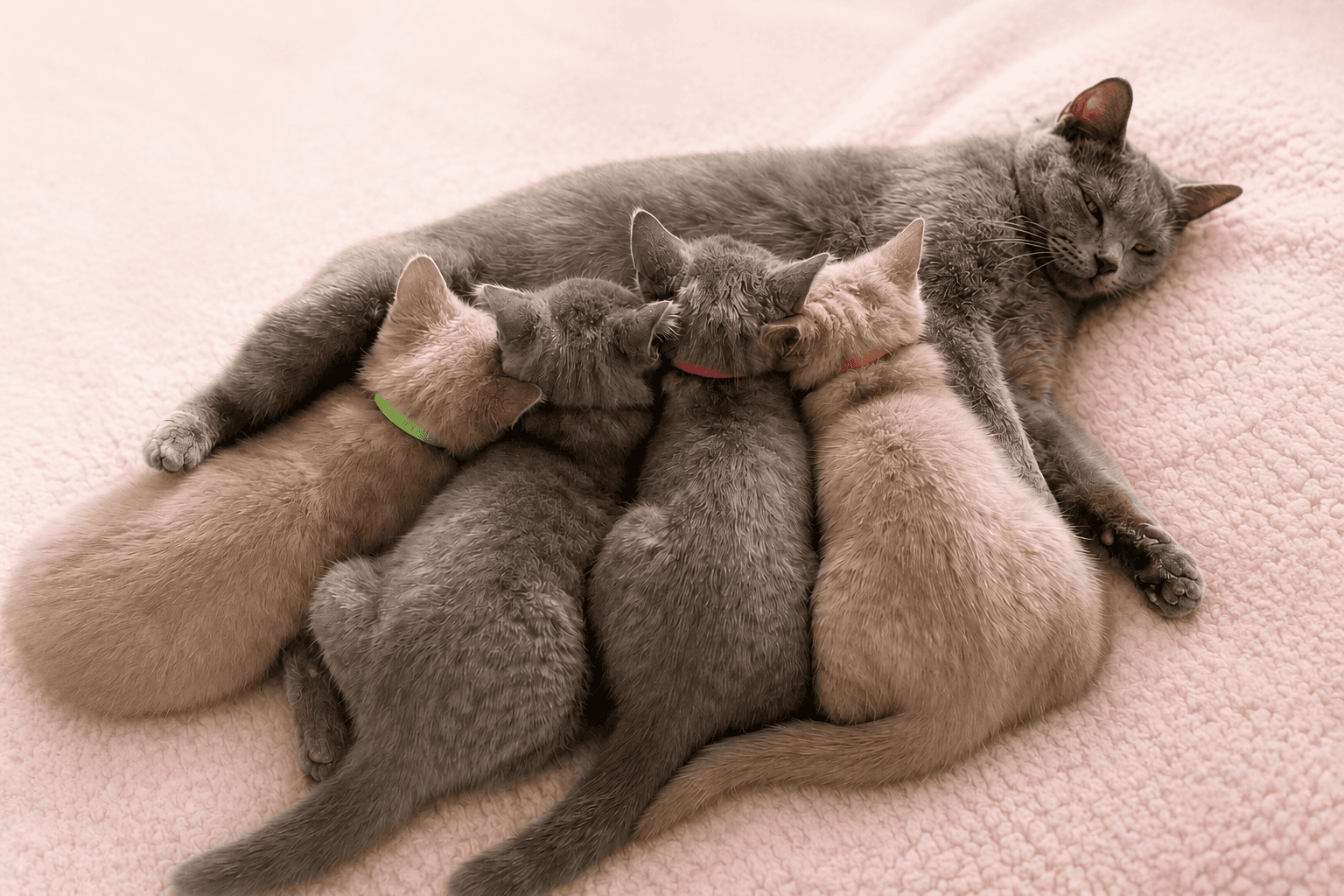 TamysweetUK kittens