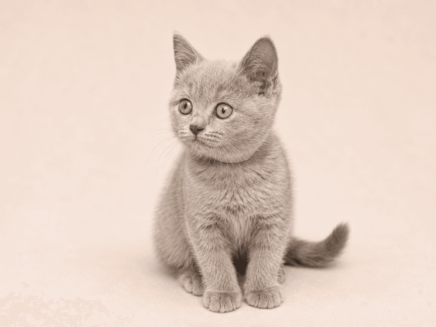Emma W. from London, UK, a TamysweetUK kitten owner