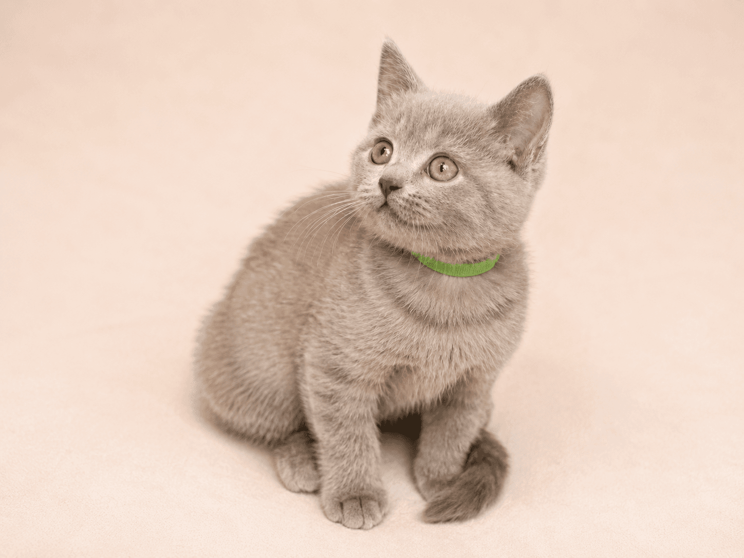 James T. from Manchester, UK, a TamysweetUK kitten owner