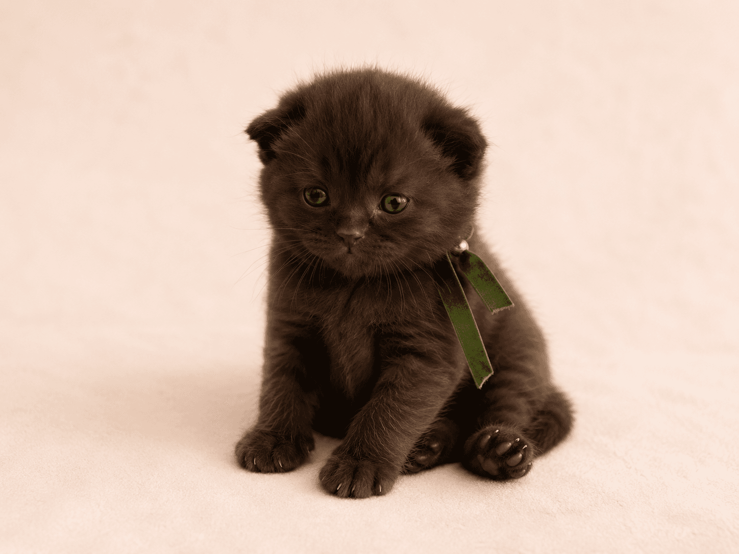 Sophie R. from Bristol, UK, a TamysweetUK kitten owner