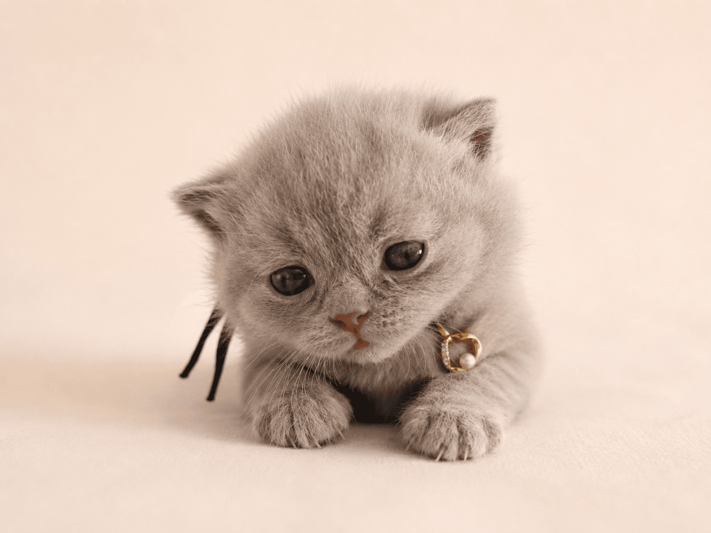 Daniel K. from Edinburgh, UK, a TamysweetUK kitten owner