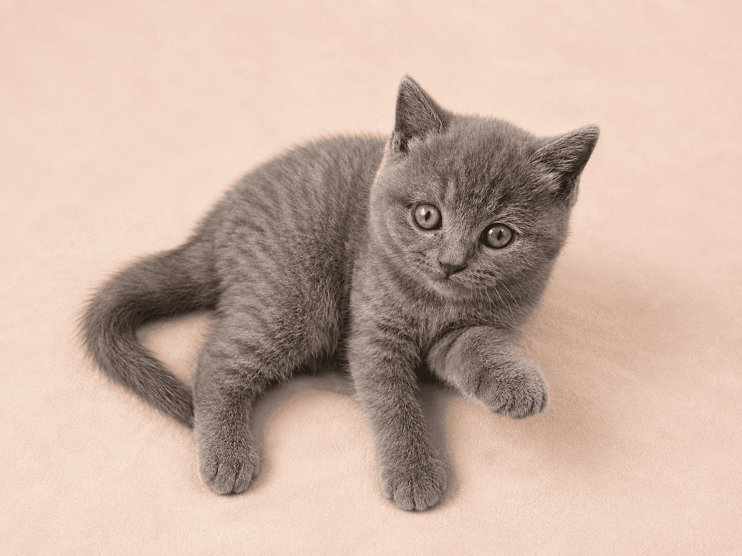 Megan L. from Birmingham, UK, a TamysweetUK kitten owner