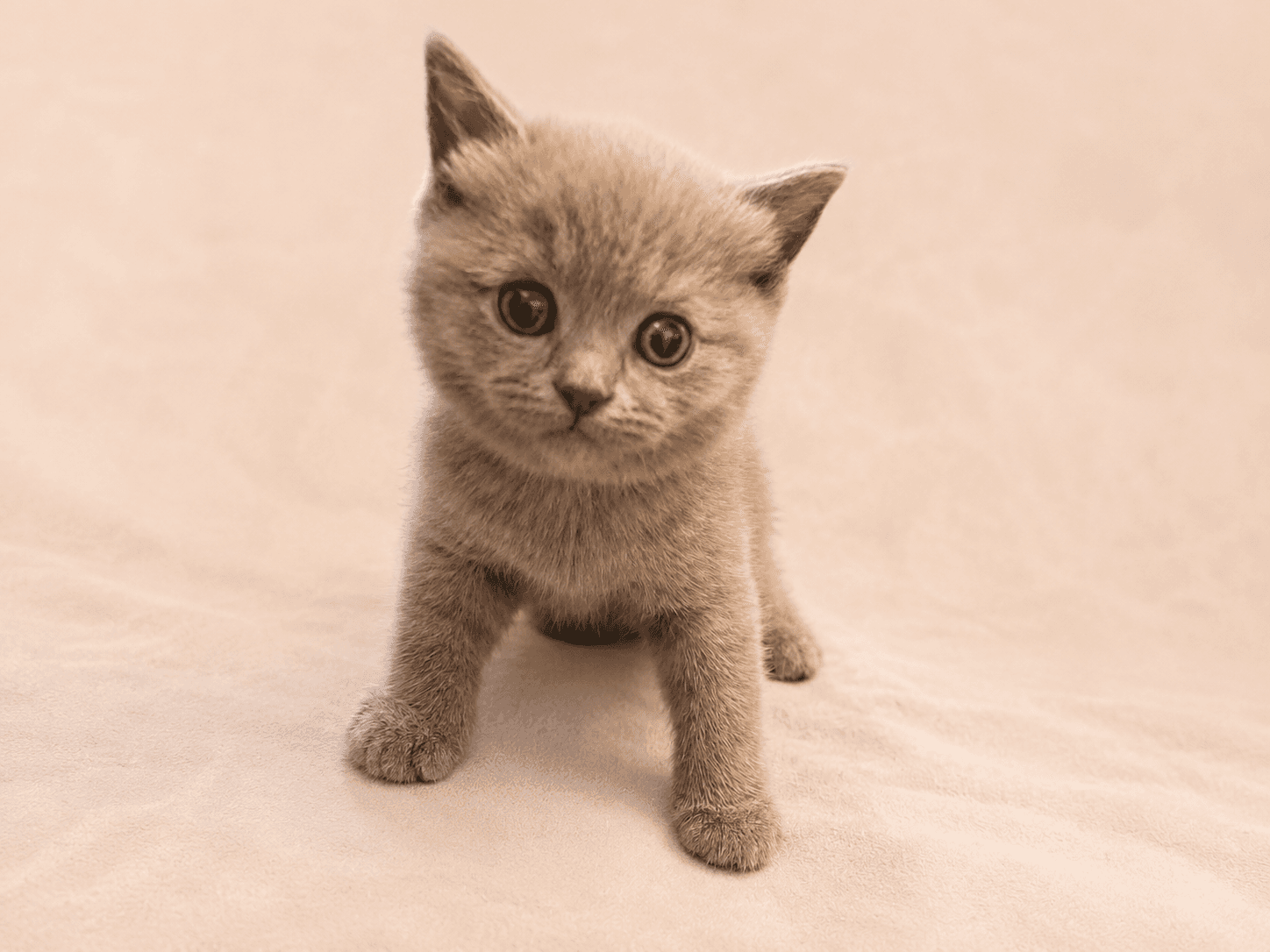 Charlotte & Mark from Leeds, UK, a TamysweetUK kitten owner
